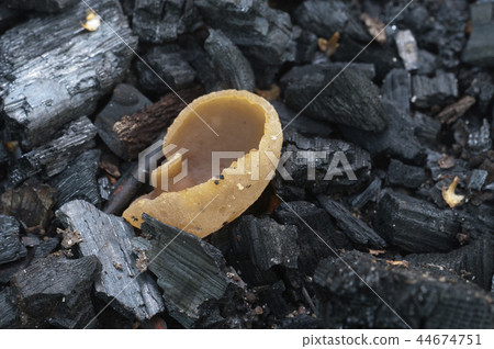 Peziza varia ascomycete fungus 44674751