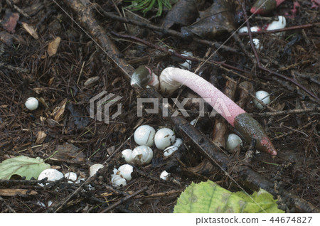 Mushrooms (Mutinus ravenelii) Mushrooms (Mutinus ravenelii) 44674827