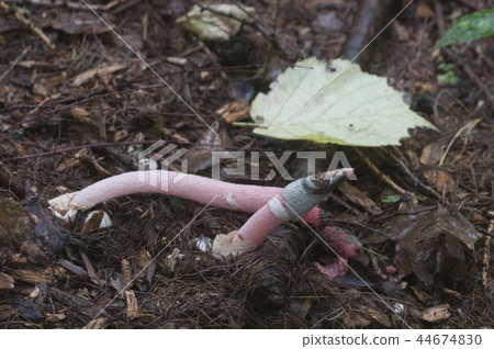 Mushrooms (Mutinus ravenelii) Mushrooms (Mutinus ravenelii) 44674830