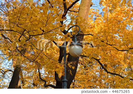Street lamp on the background of autumn foliage. Street lamp on the background of autumn foliage. 44675265
