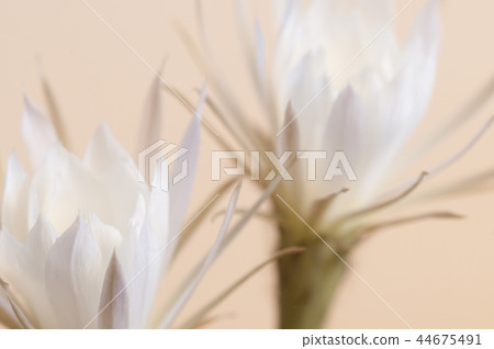 Echinopsis flower Echinopsis flower 44675491