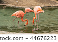 Group of 3 colorful flamingos standing in a pond 44676223