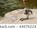 Close-up of an awkward young gray flamingo chick sitting by the edge of a pond with black legs 44676224