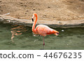 Close-up of single bright colorful flamingo standing on one leg in a pond 44676235
