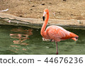 Close-up of single bright colorful flamingo standing on one leg in a pond 44676236