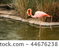 Single close-up of a single bright colorful flamingo looking into the pond standing on one leg in a 44676238