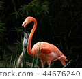 Colorful flamingo adult feeding a young gray flamingo chick with is beak in the juvenile's open beak 44676240