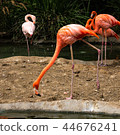 Colorful flamingo walking along a pond edge with his neck stretched straight out and one leg up in 44676241