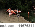 Flock of multicolored adult and young flamingos standing in and out of a pond, some with wings 44676244