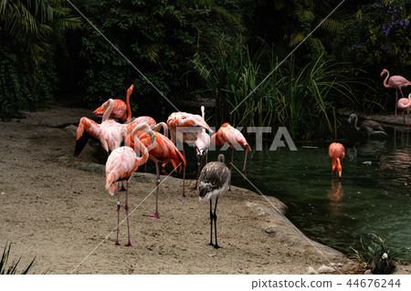 Flock of multicolored adult and young flamingos standing in and out of a pond, some with wings Flock of multicolored adult and young flamingos standing in and out of a pond, some with wings 44676244