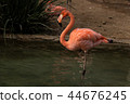 Single close-up of a bright colorful flamingo standing on one leg in a pond gazing into the pond 44676245