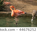 Single close-up of a bright colorful flamingo standing on one leg in a pond grooming its feathers 44676252
