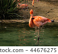 Single close-up of a bright colorful flamingo standing on one leg in a pondgrooming its feathers 44676275