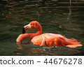 Single close-up of a bright colorful flamingo floating in a pond 44676278