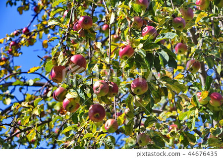 Apple trees with ripe apples in a private plot 44676435