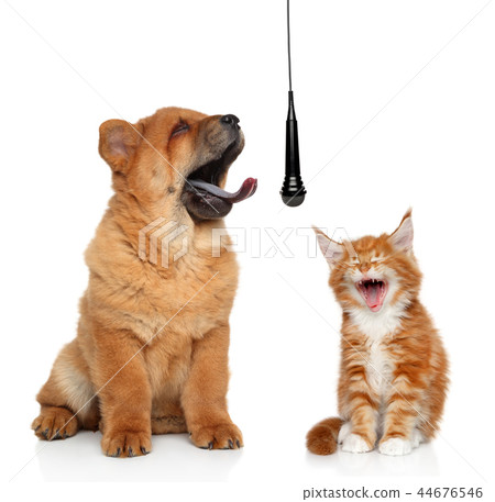 Singing cat and dog on white background concept 44676546