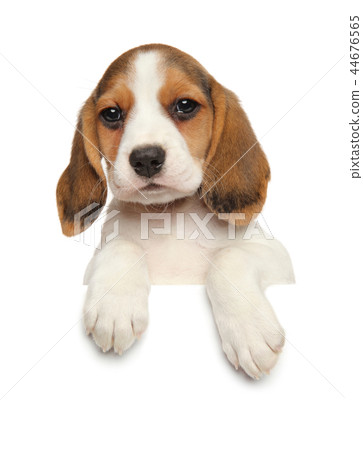 Beagle puppy above banner 44676565