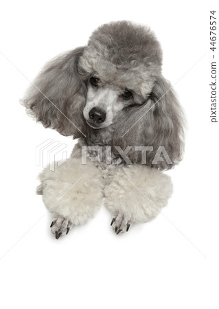 Miniature poodle on white Miniature poodle on white 44676574