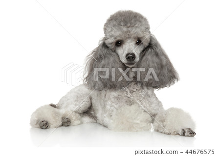 Miniature poodle on white Miniature poodle on white 44676575