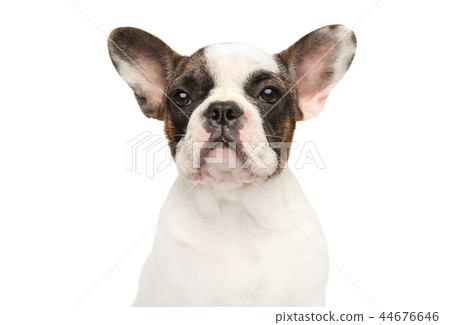 Portrait of a young French bulldog puppy 44676646