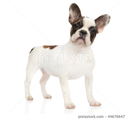 French bulldog puppy 44676647
