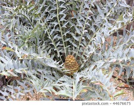 姬野站/新宿 姬野站/新宿 44676675