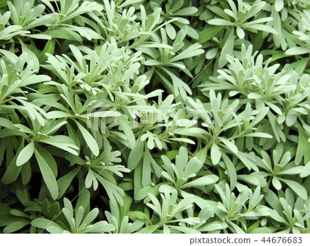 Euphorbia Leukokefara / Shinjuku' Euphorbia Leukokefara / Shinjuku' 44676683