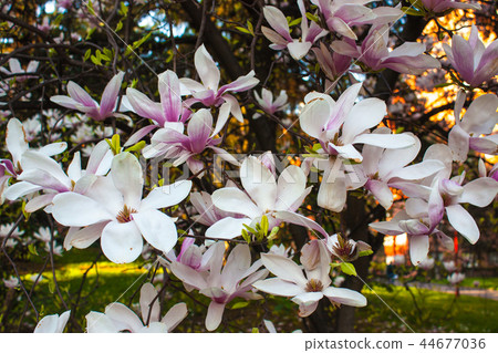 Blooming Magnolia flower close up, colorful plant Blooming Magnolia flower close up, colorful plant 44677036