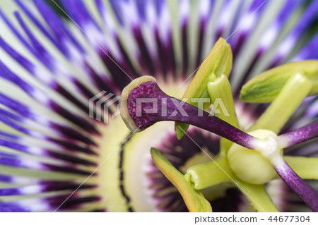 Passiflora passionflower close up. Big beautiful flower. 44677304