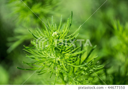 A branch of a natural coniferous bush. Evergreen plant A branch of a natural coniferous bush. Evergreen plant 44677350