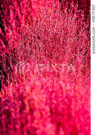 Kochia，掃帚，掃帚，掃帚 44677367