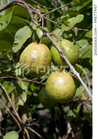 Guava Guava 44677447