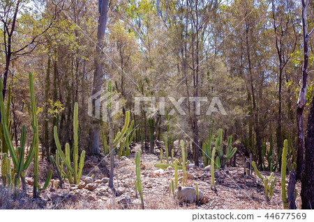 Prickly Pear Invasion In Queensland Australia 44677569