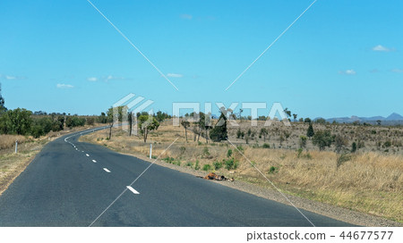Rotting Kangaroo Carcass On Highway 44677577