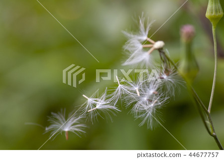 Dandelion fluff Dandelion fluff 44677757