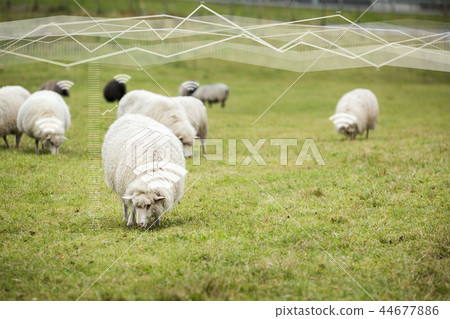 Internet of things in husbandry.  44677886