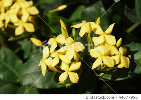 Ixora“Sanquist”Ixora hybrid cv.Sunkist Ixora“Sanquist”Ixora hybrid cv.Sunkist 44677950