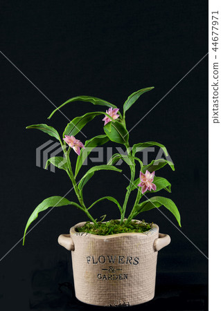 由樹脂粘土(花藝)製成的開花姜 由樹脂粘土(花藝)製成的開花姜 44677971