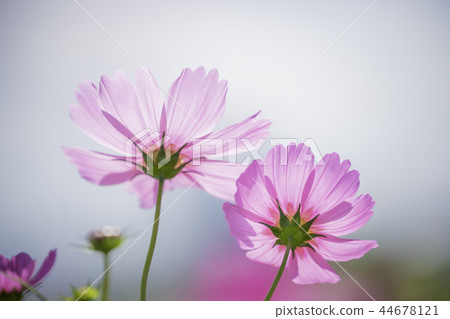 感覺秋天的宇宙領域 感覺秋天的宇宙領域 44678121