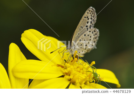 Butterfly sucking the honey of Tsuwabuki 44678129