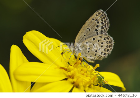 Butterfly sucking the honey of Tsuwabuki Butterfly sucking the honey of Tsuwabuki 44678130