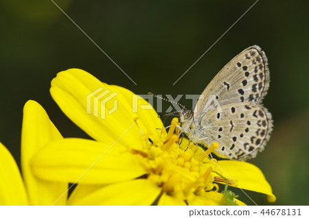蝴蝶吮吸Tsuwabuki的蜂蜜 蝴蝶吮吸Tsuwabuki的蜂蜜 44678131