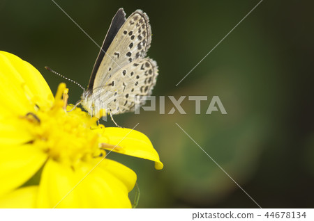 Butterfly sucking the honey of Tsuwabuki Butterfly sucking the honey of Tsuwabuki 44678134