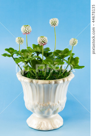 White clover made from resin clay (flower art) 44678135