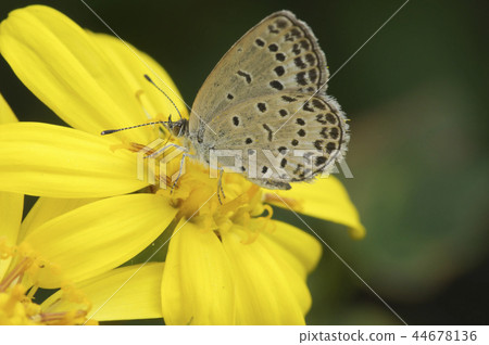 蝴蝶吮吸Tsuwabuki的蜂蜜 44678136