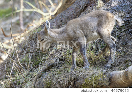 Young Alpine Ibex Young Alpine Ibex 44679053