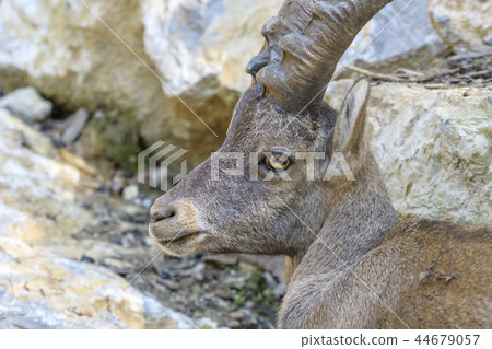 Young Alpine Ibex Young Alpine Ibex 44679057