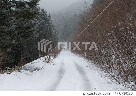 Forest road covered in snow 44679059