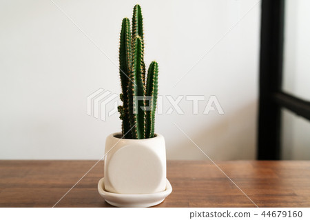 green cactus in white pot on wooden table green cactus in white pot on wooden table 44679160