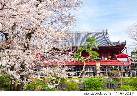 Ueno Onshi Park Spring Cherry blossoms in full bloom (Taito-ku, Tokyo) March 2018 Ueno Onshi Park Spring Cherry blossoms in full bloom (Taito-ku, Tokyo) March 2018 44679217